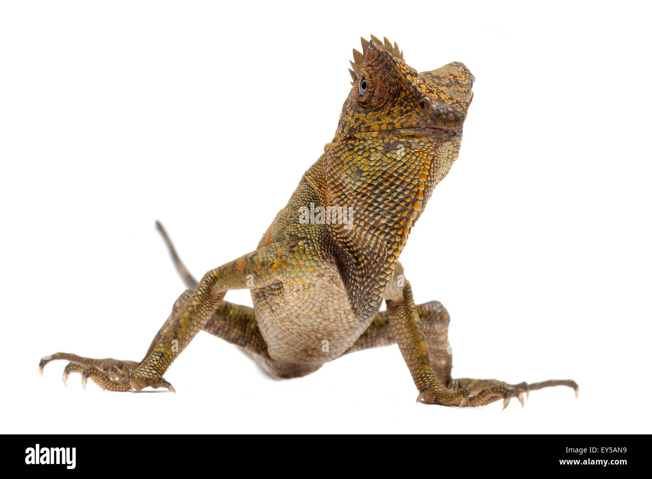 Chameleon Dragón de bosque nativo en fondo blanco a Indonesia y Malasia Foto de stock