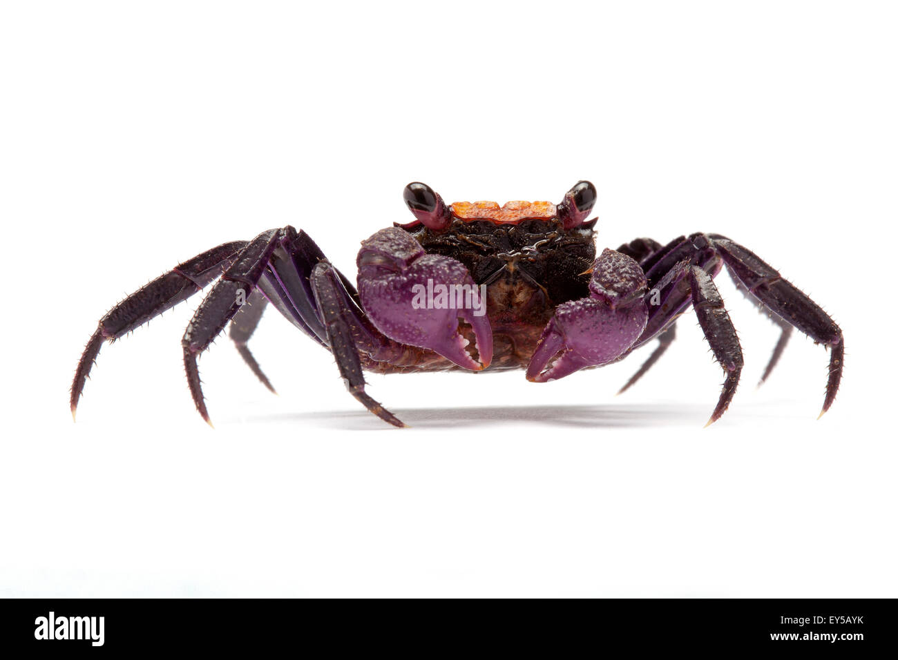 Geosesarma Fotos E Imagenes De Stock Alamy