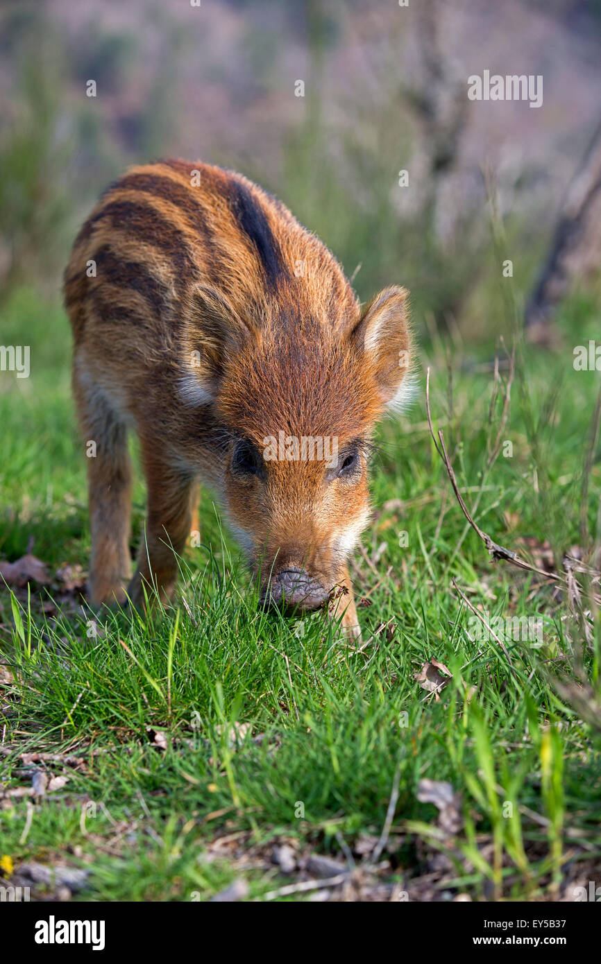 Cerdo joven Eurasia en el césped - Francia parque privado Foto de stock