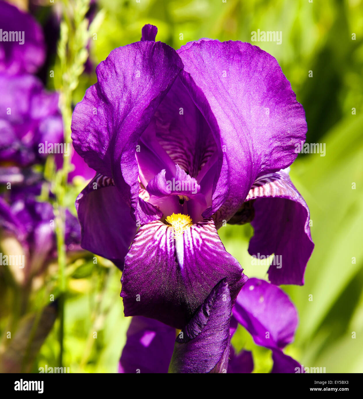 El iris también tiene hermosas venas de color blanco fotografías e imágenes  de alta resolución - Alamy