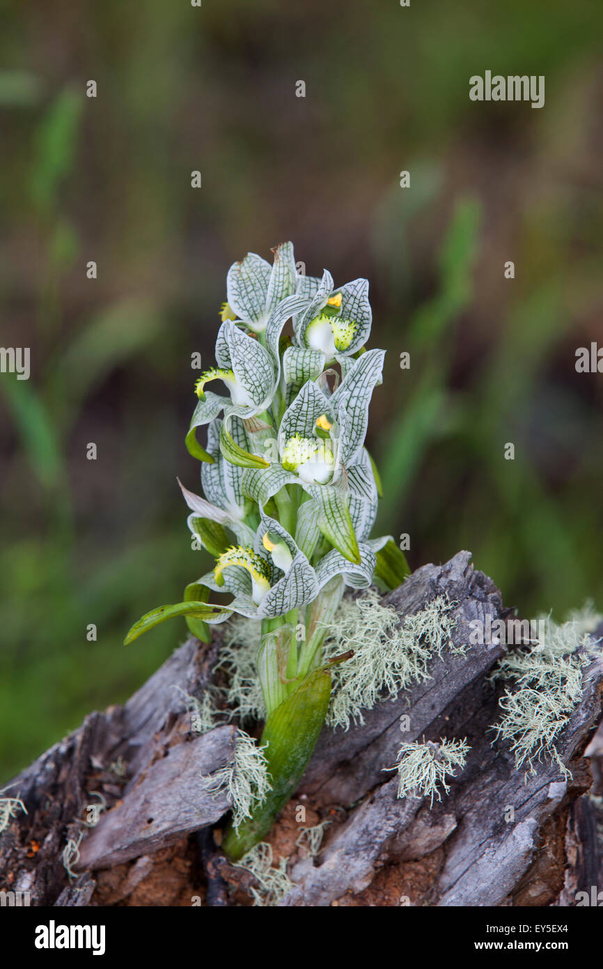 Orquídea en roca fotografías e imágenes de alta resolución - Alamy
