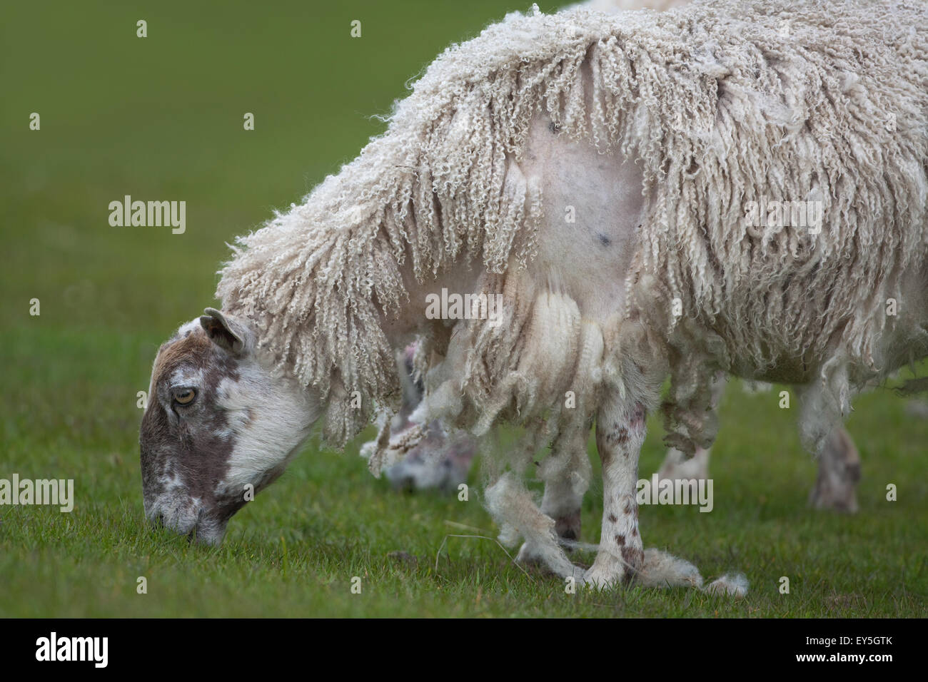 Ovejas. Pastoreo; Mula oveja. Derramando la lana natural. Si no esquilados, lana es muda. De mayo. Iona. Escocia. Foto de stock