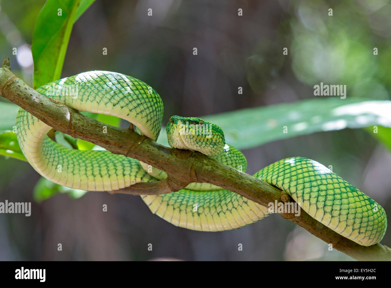 Wagler 's pit viper en una rama - Borneo Malasia Bako Foto de stock