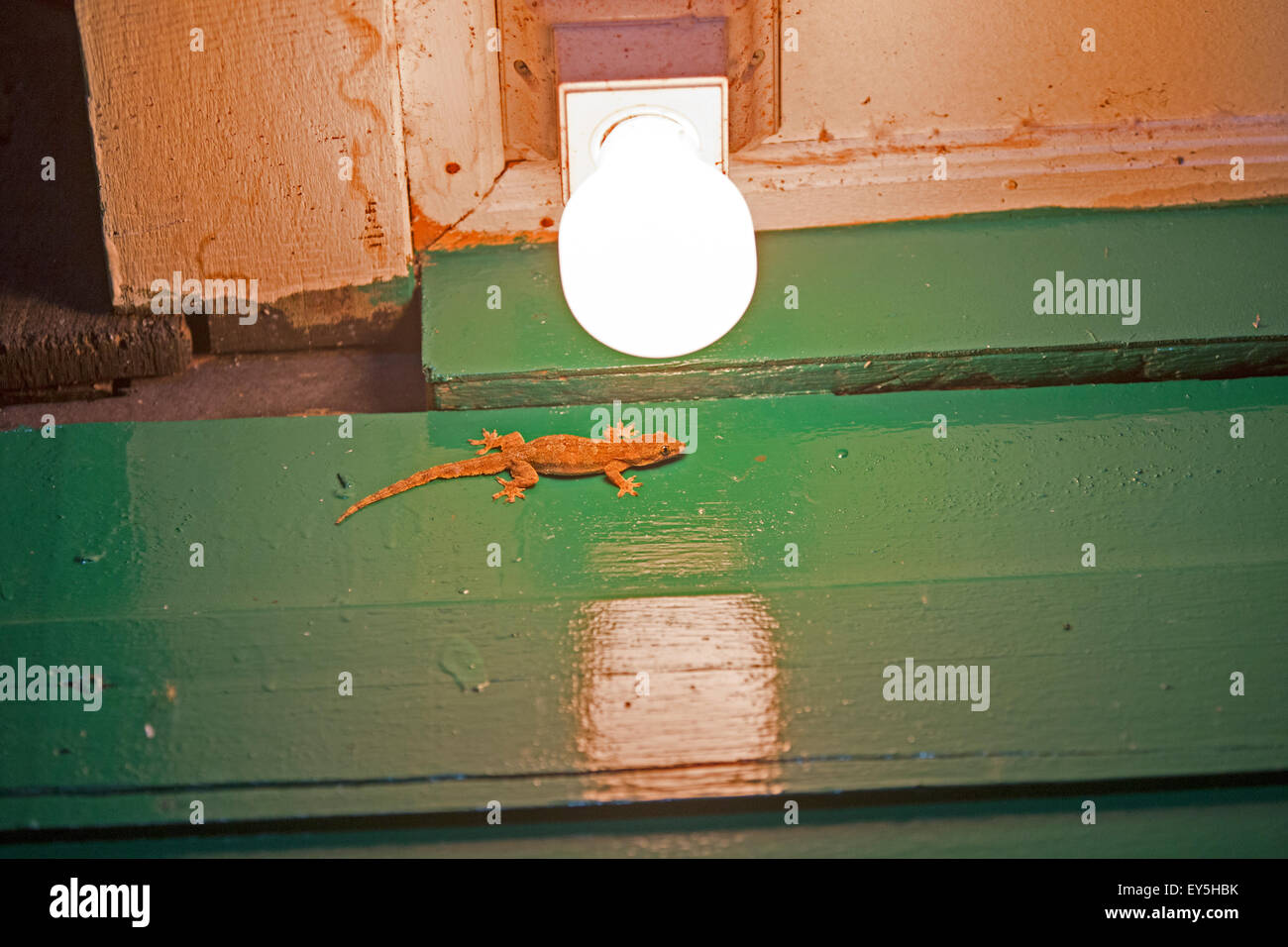 Gecko al acecho cerca de una lámpara - Sabah Borneo Malasia Foto de stock