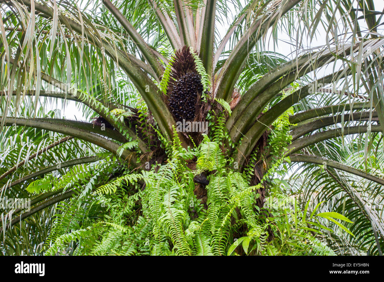 Aceite de palma - Sabah Borneo Malasia Foto de stock