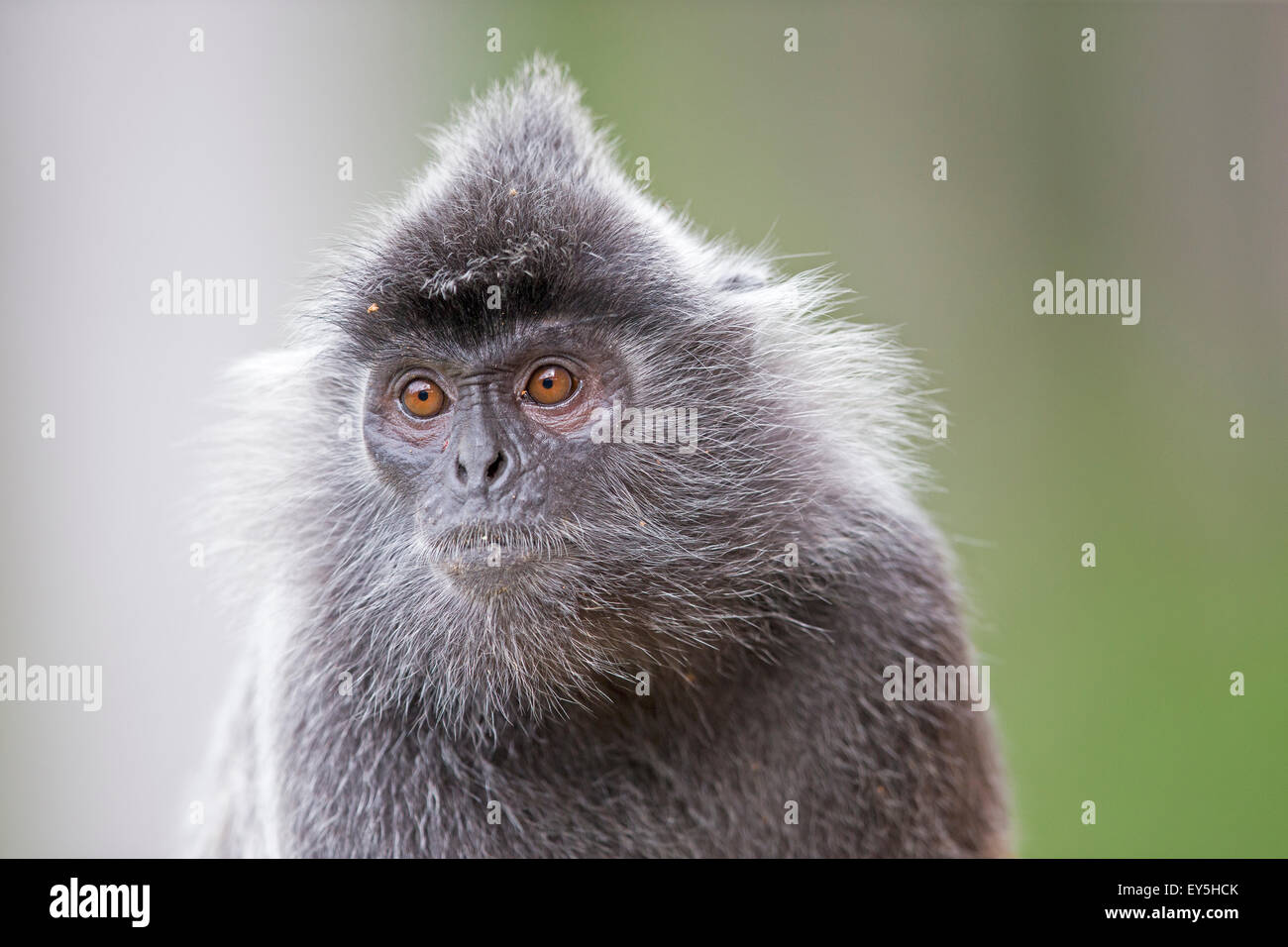 Hojas plateadas Monkey - Labuk Bay Borneo Malasia Foto de stock