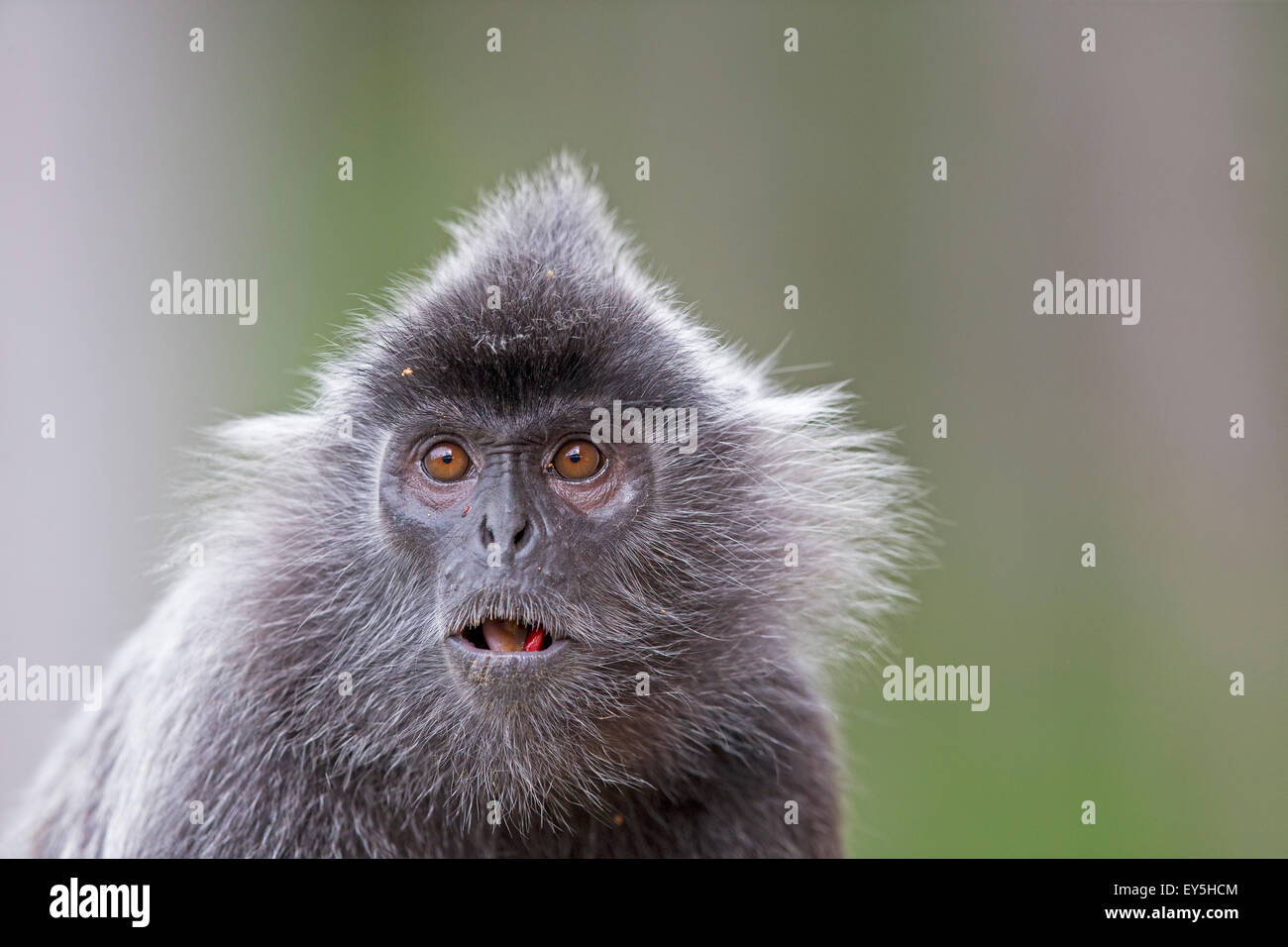 Hojas plateadas Monkey - Labuk Bay Borneo Malasia Foto de stock