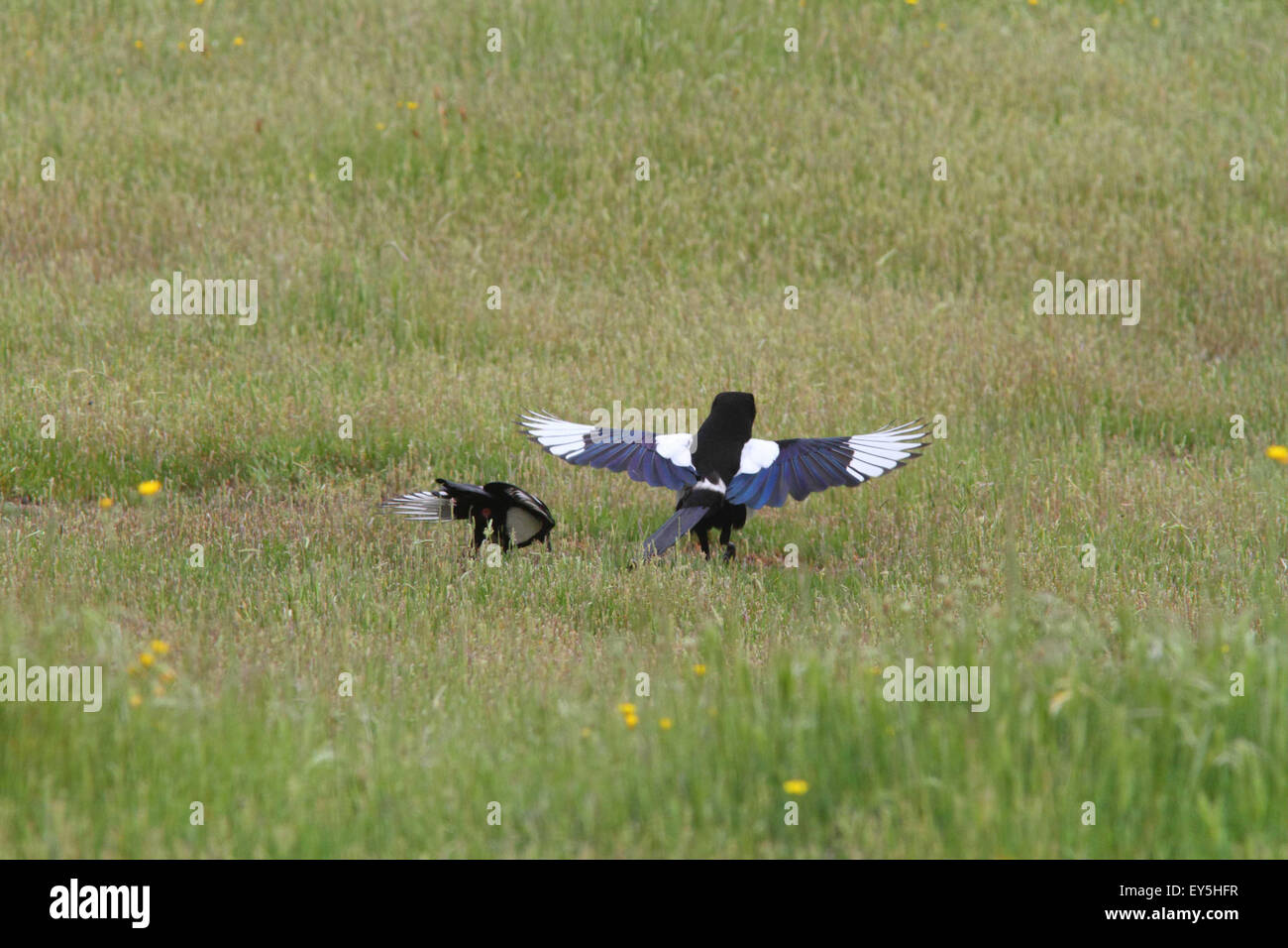 Las urracas desfilando en la estepa - España el macho extiende las alas y ofrecen su hembra cloaca Foto de stock