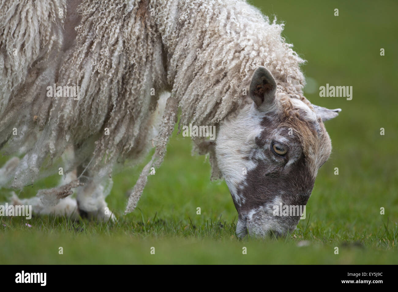 Ovejas. Pastoreo; Mula oveja pastando. Derramando la lana natural. Si no esquilados, lana es muda. De mayo. Iona. Escocia. Foto de stock