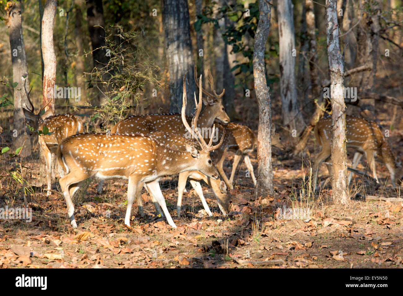 Ciervo Axis en el sotobosque - Bandhavgarh NP India Foto de stock