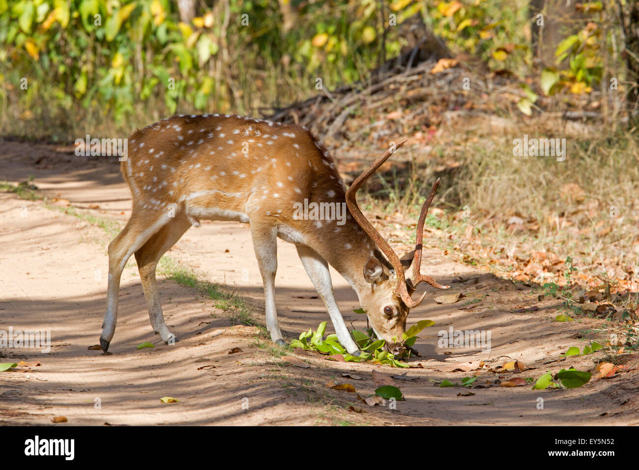 Ciervo Axis comiendo en una pista - Bandhavgarh NP India Foto de stock