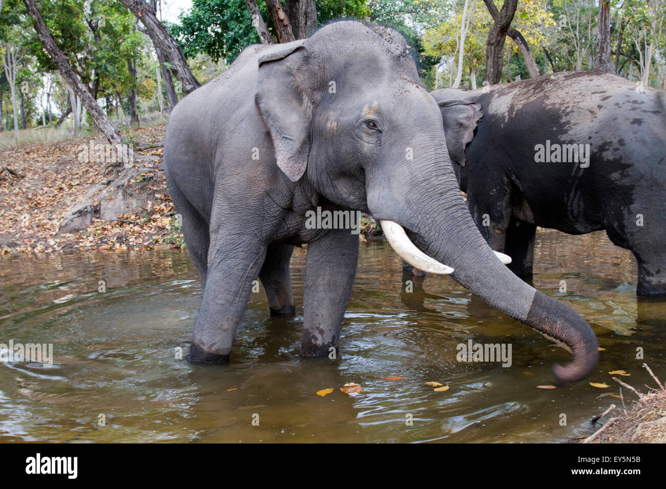 Baño de elefantes asiáticos - Bandhavgarth India Foto de stock