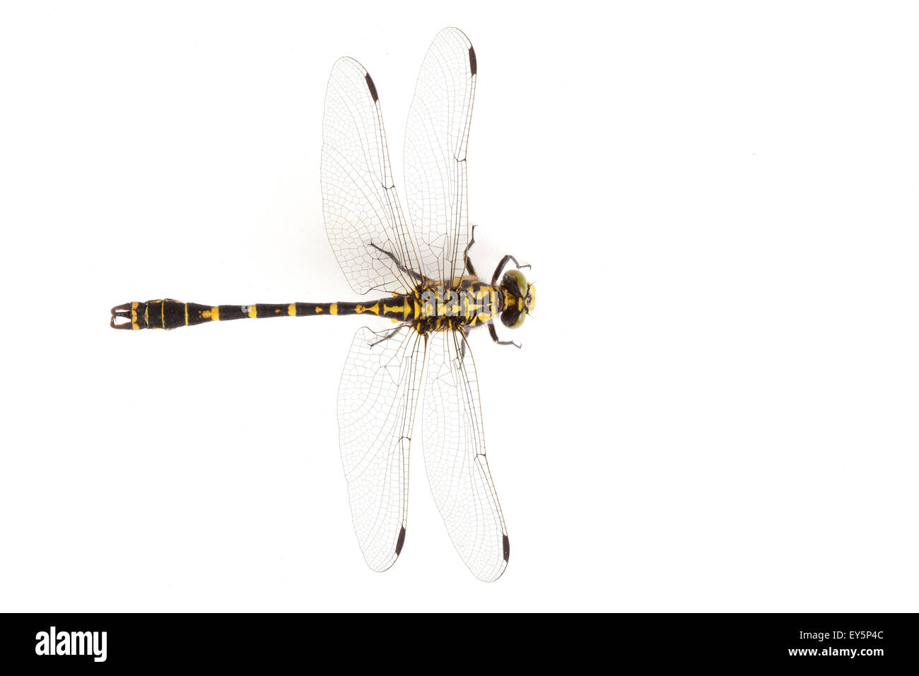 Green-eyed Hook-tailed Dragonfly sobre fondo blanco. Foto de stock