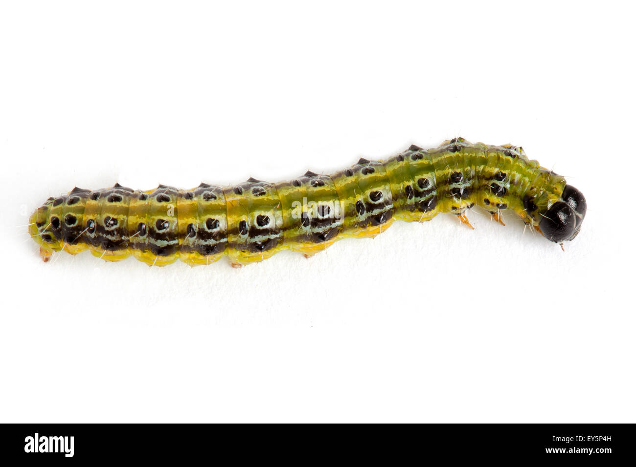 Árbol catterpillar polilla cuadro sobre fondo blanco. Foto de stock