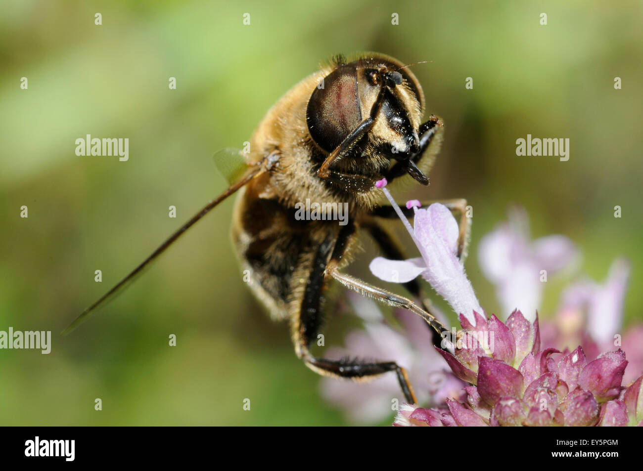 Eristalis sobre flores del norte de los Vosgos - Francia Foto de stock