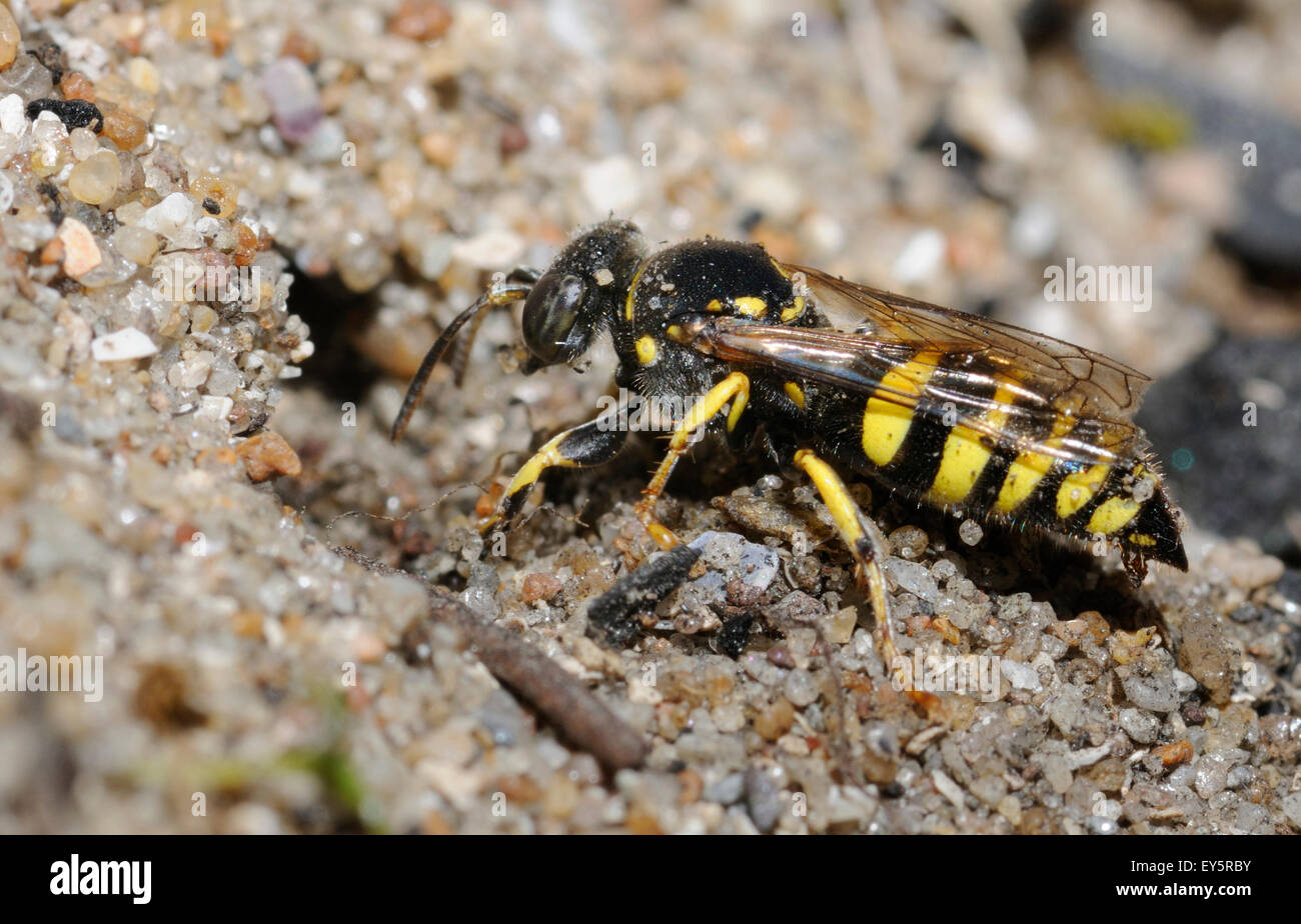 Digger Wasp cavando arena del norte de los Vosgos - Francia Foto de stock