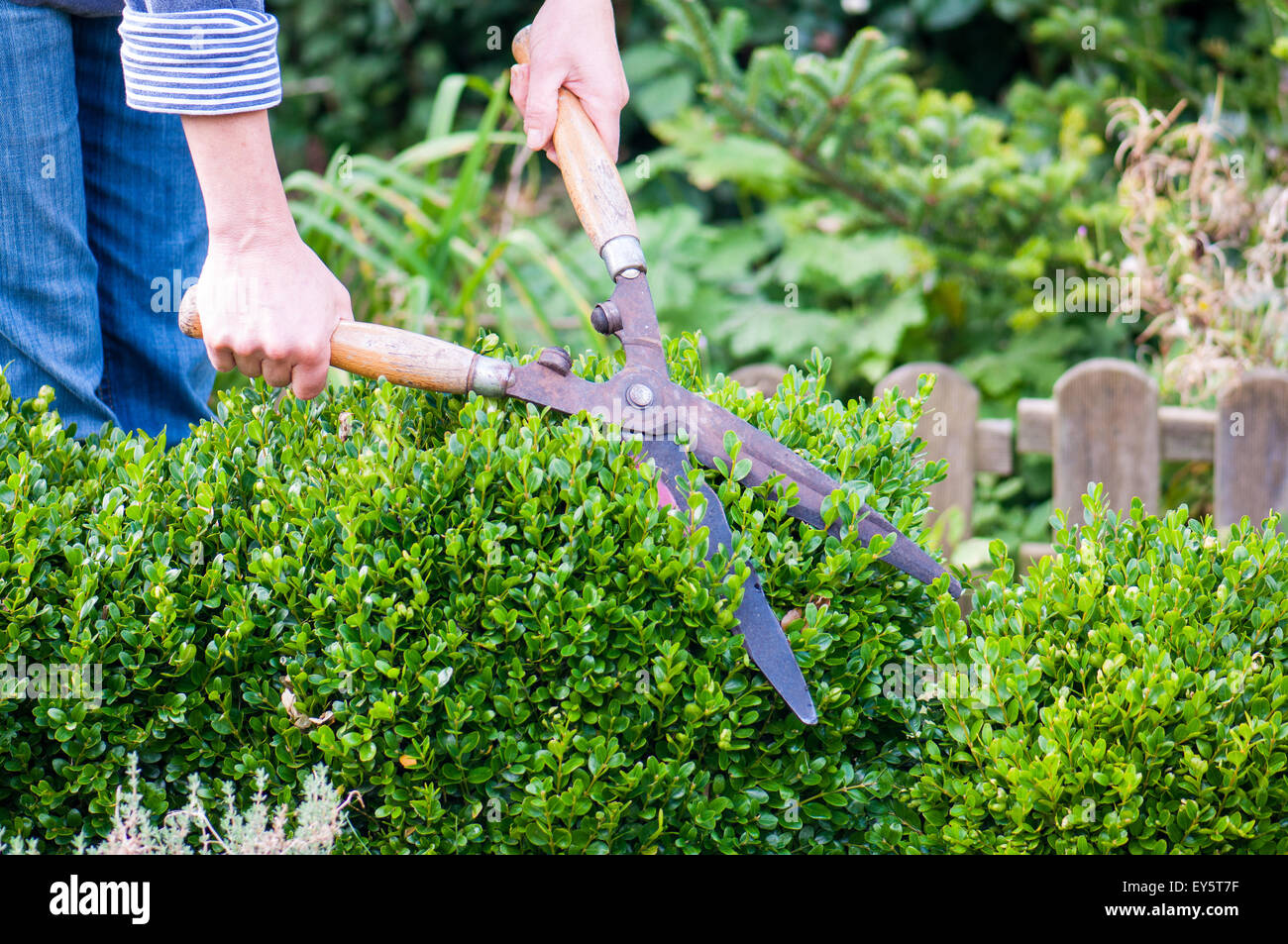 Cuadro de poda de hedge en un jardín con pares de cizallamiento Foto de stock