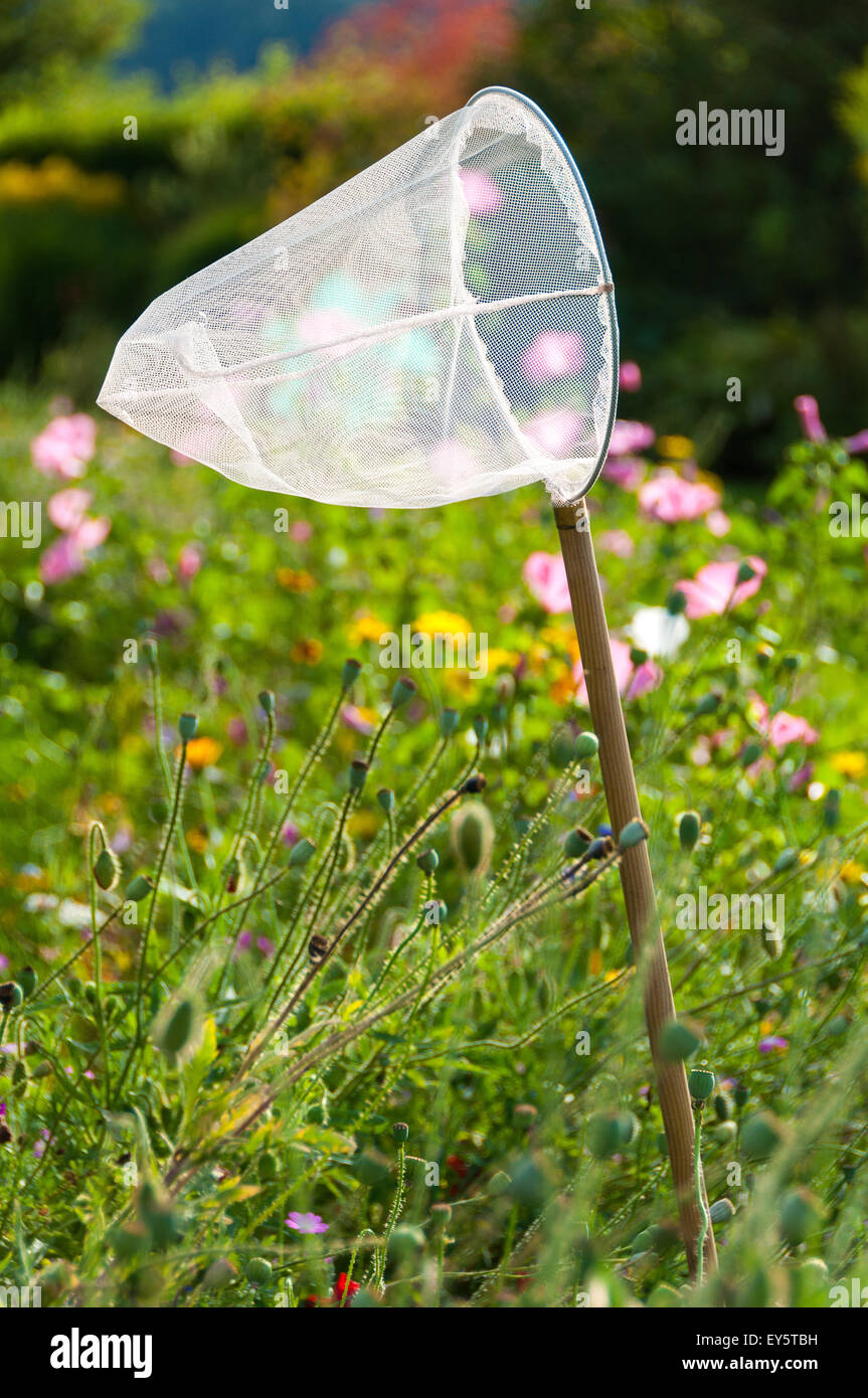Mariposa neto en un prado florido Foto de stock