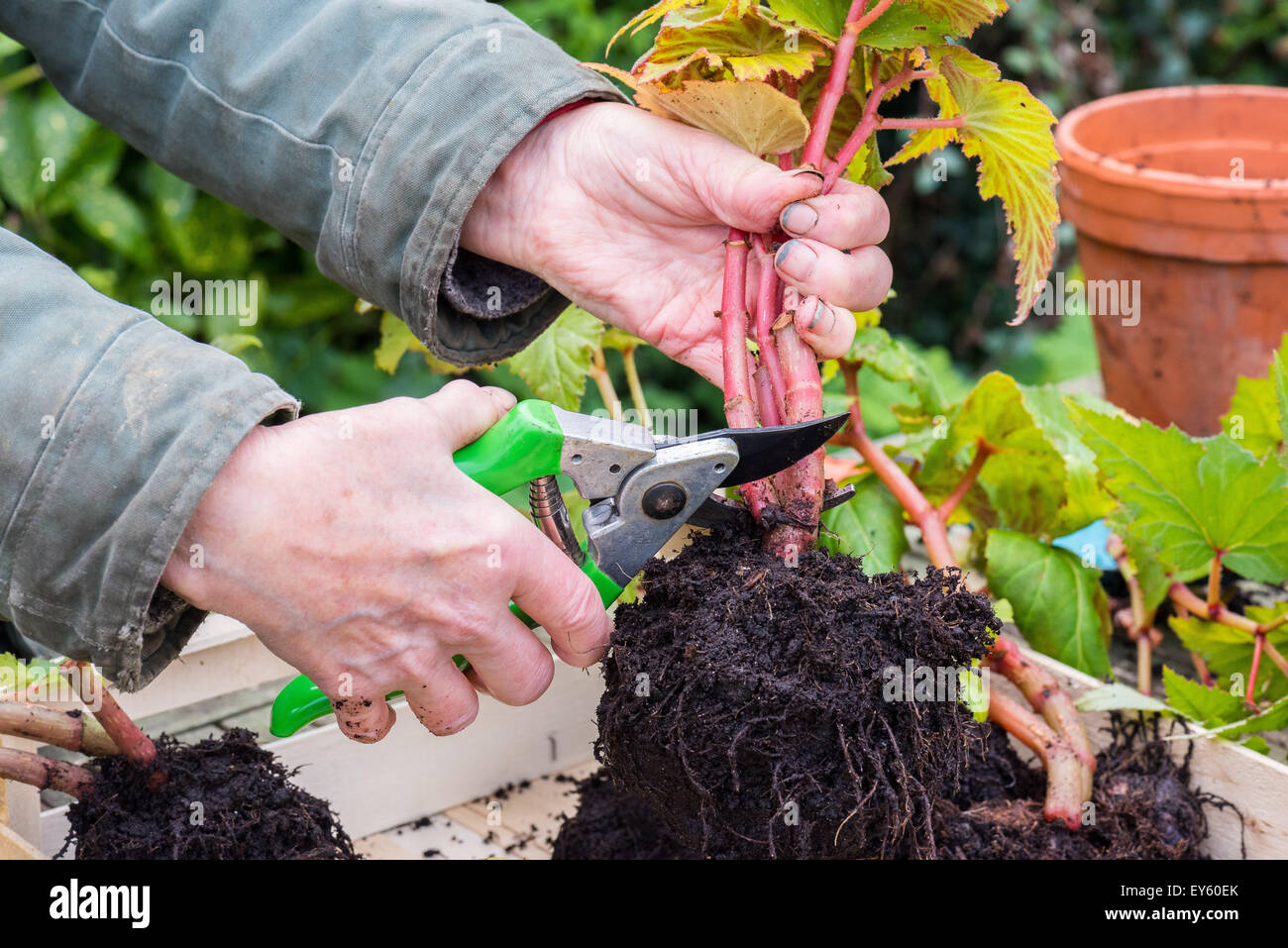 Hibernación de begonia tuberosa en un jardín, quitar de la olla a la tienda  en invierno. Poda de tallo antes del secado Fotografía de stock - Alamy