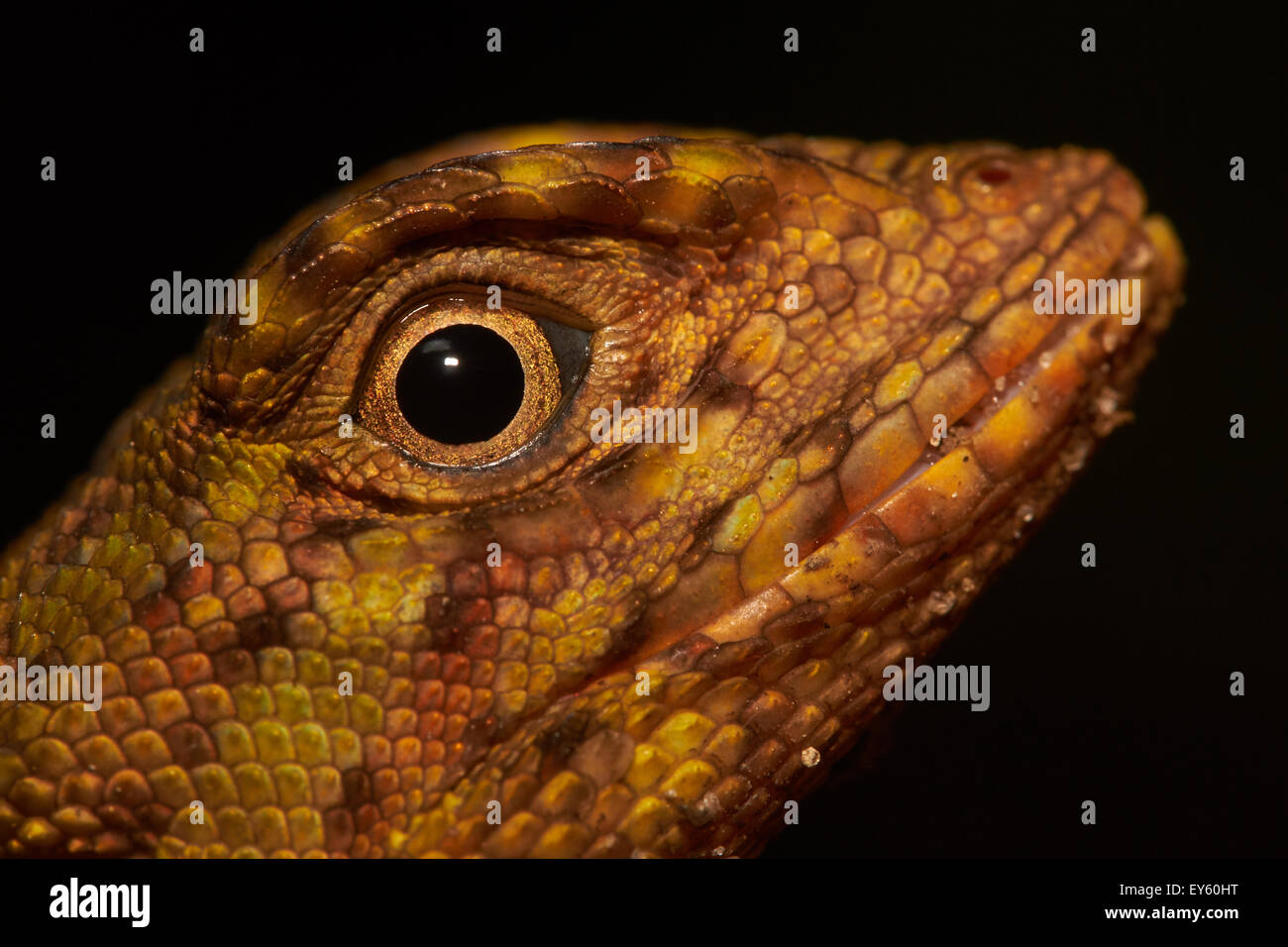 Retrato de Blue-labiado lagarto de Árbol - Guayana Francesa Foto de stock