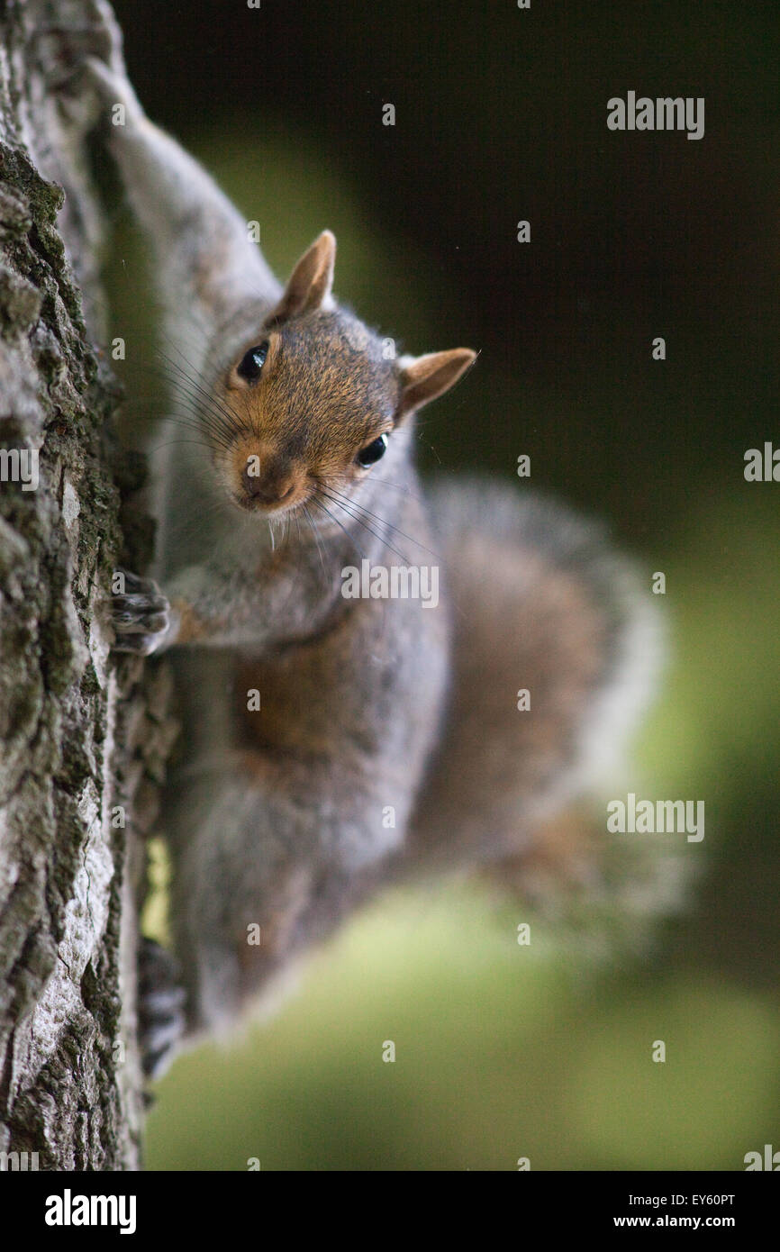 La ardilla gris (Sciurus carolinensis). Aferrarse al lado de un tronco de árbol. En el Reino Unido. Foto de stock