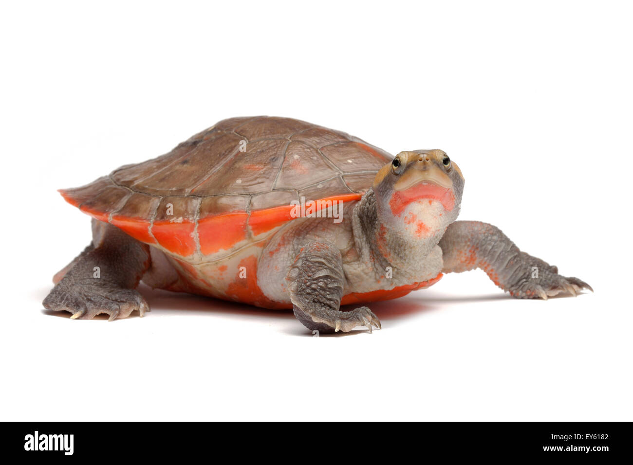 Curva Roja Corto-necked Turtle sobre fondo blanco. Foto de stock