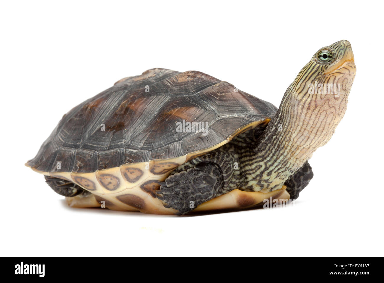 Rayas chino-necked Turtle sobre fondo blanco. Foto de stock