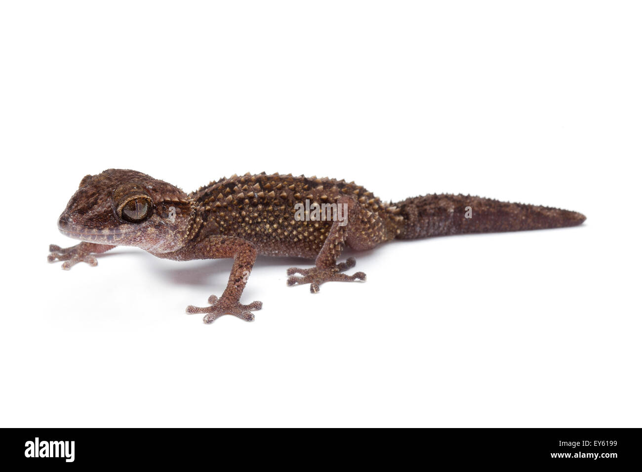 Stumpff Madagascar del suelo Gecko sobre fondo blanco. Foto de stock