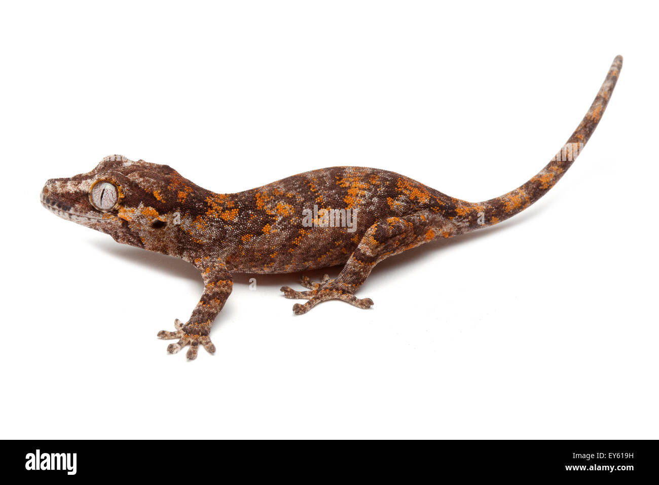 Nueva Caledonia Gecko irregular 'Rojo' sobre fondo blanco. Foto de stock