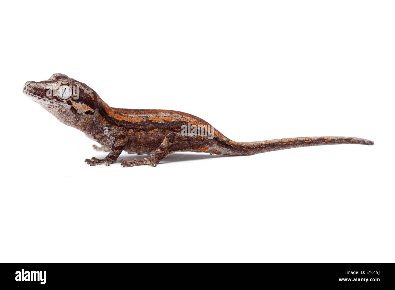 Nueva Caledonia Gecko irregular 'Rojo' sobre fondo blanco. Foto de stock