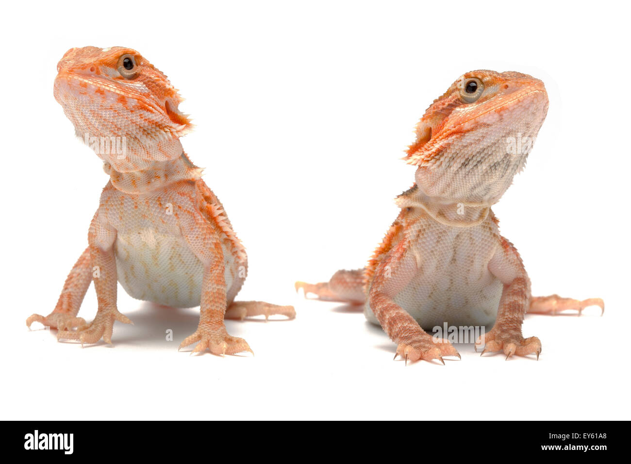 Dragones barbudo Transluscent hypomelanist 'rojo' Foto de stock