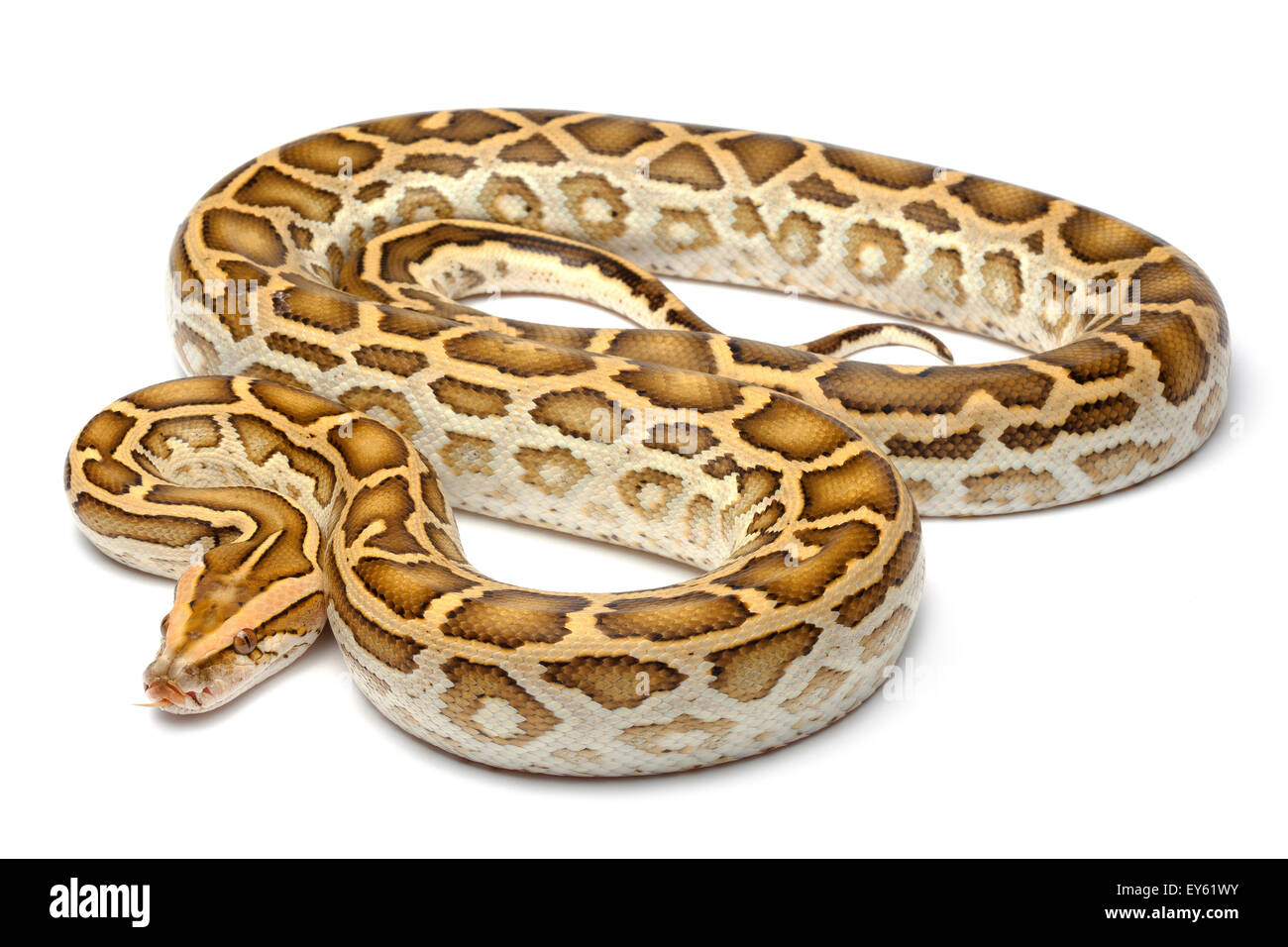 'Python' hypomelanistic birmano sobre fondo blanco. Foto de stock