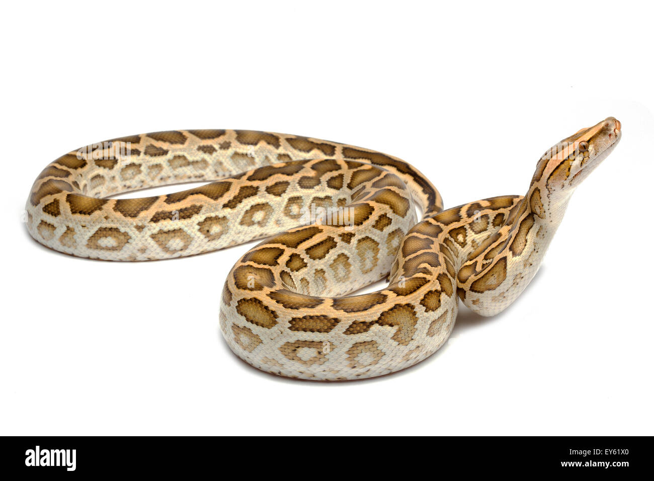 'Python' hypomelanistic birmano sobre fondo blanco. Foto de stock