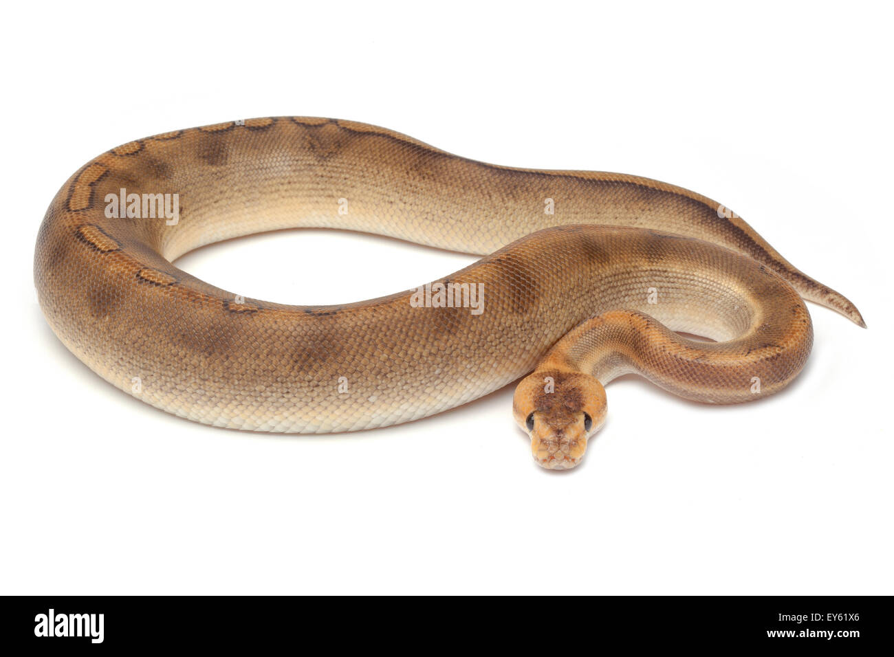 Joven Rey 'Python' de vientre amarillo pastel sobre fondo blanco. Foto de stock