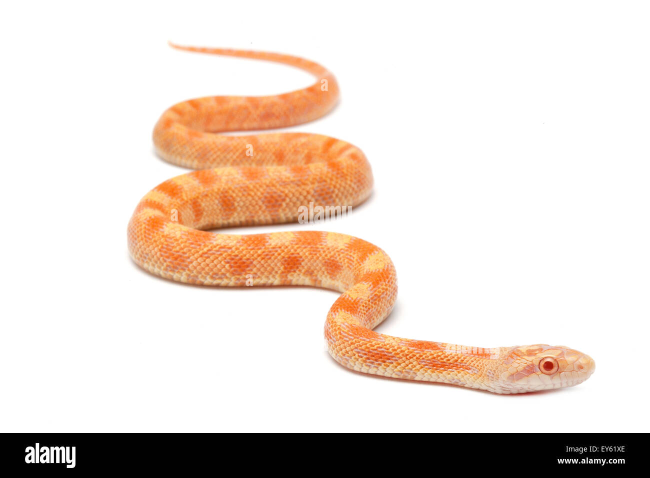 Texas rat snake "Albino" sobre fondo blanco. Foto de stock