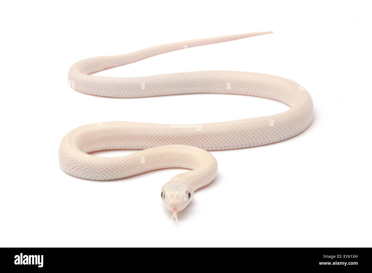 "Leucistic Texas rat snake" sobre fondo blanco. Foto de stock
