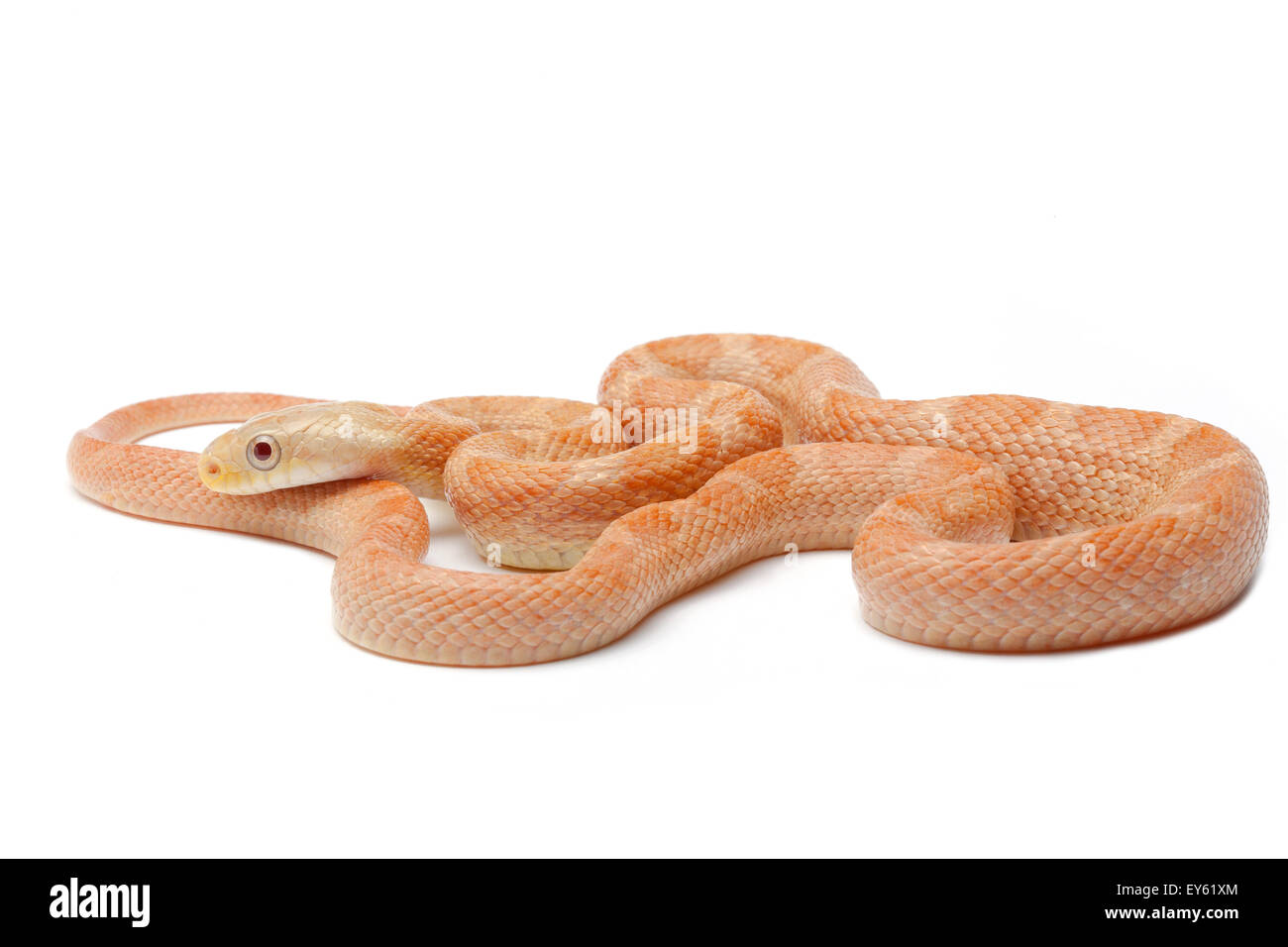 Everglades rat snake 'hypomelanistic" sobre fondo blanco. Foto de stock