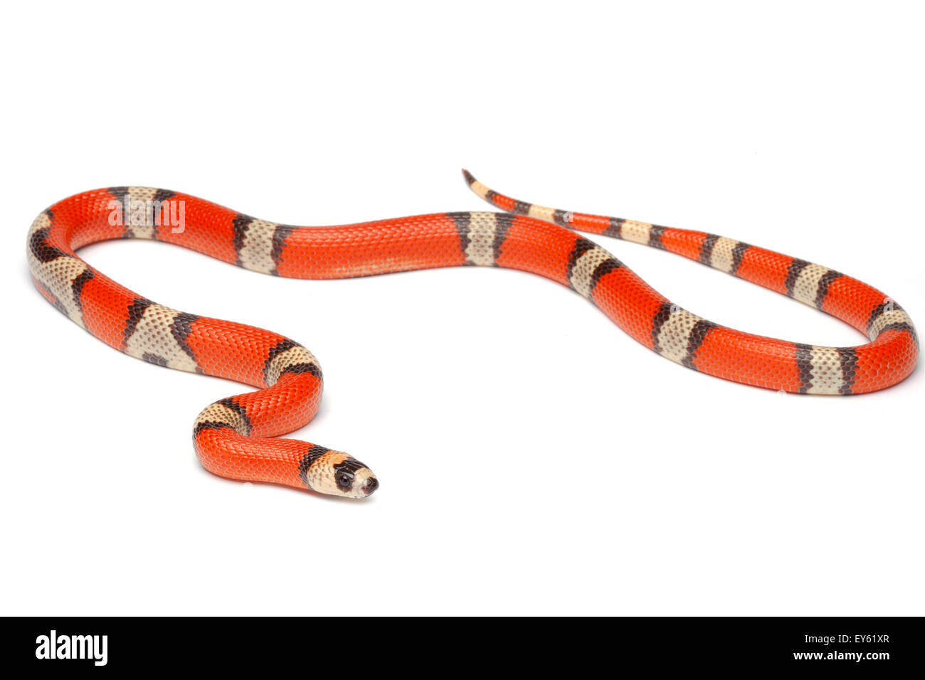 Milk Snake hypomélanistic hondureño 'tricolor' Foto de stock