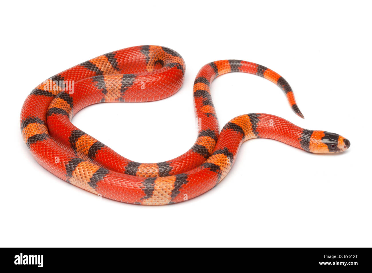 "Serpiente de leche hondureña hypomélanistic mandarina' Foto de stock