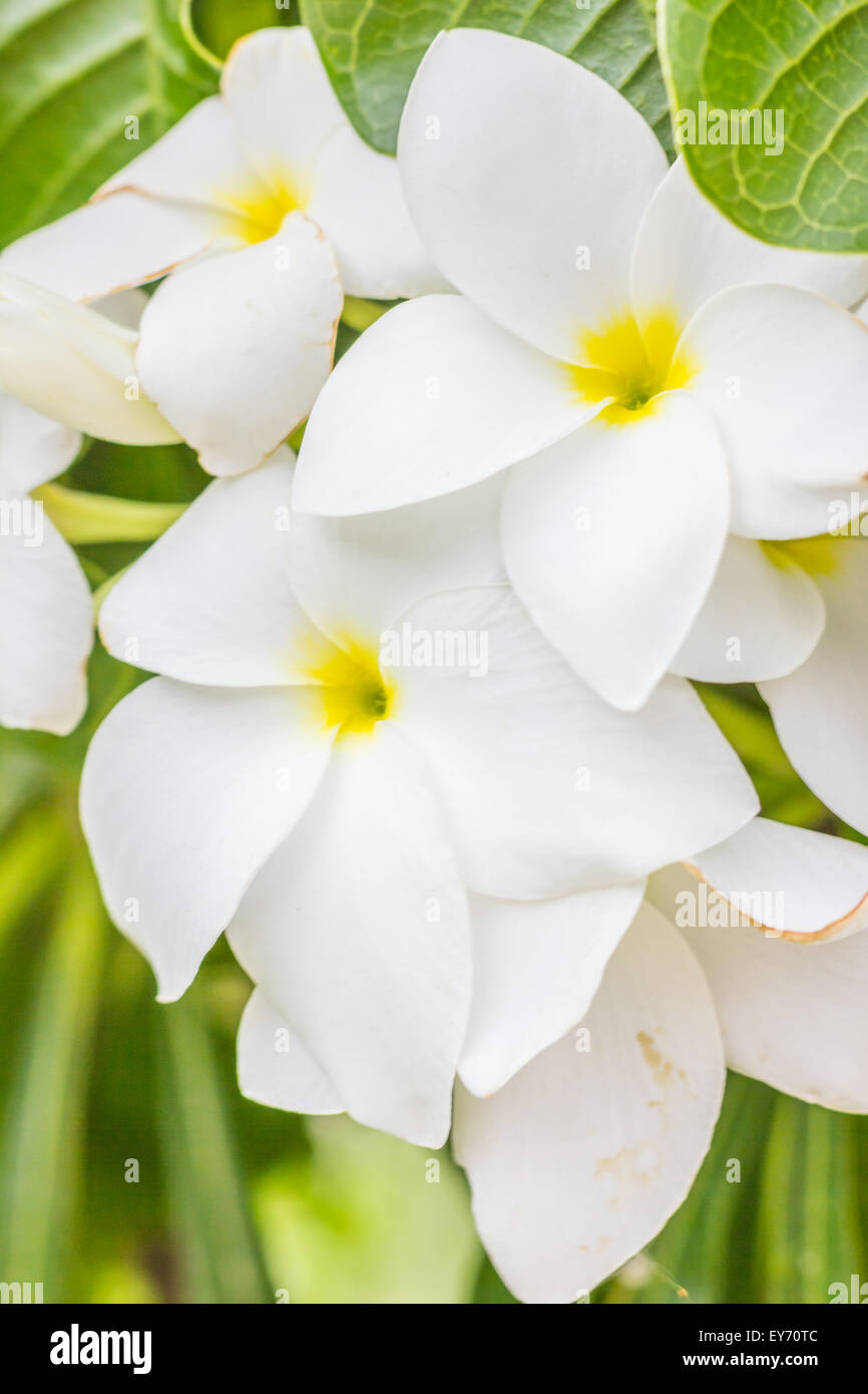 La pureza del blanco o Frangipani Plumeria flores. Flor de árbol tropical Foto de stock