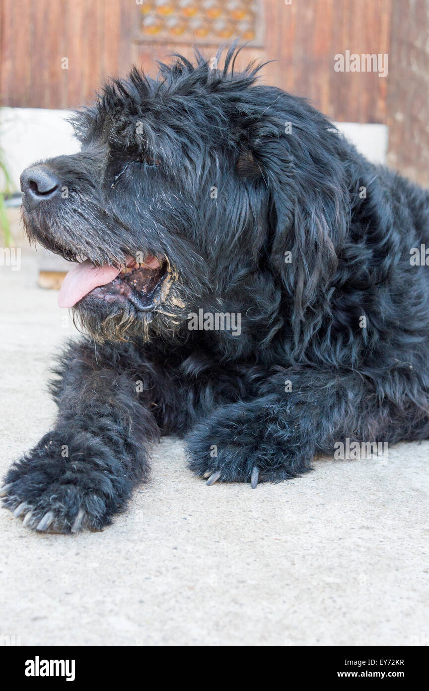 Retrato de un viejo perro negro sentado en el patio Foto de stock