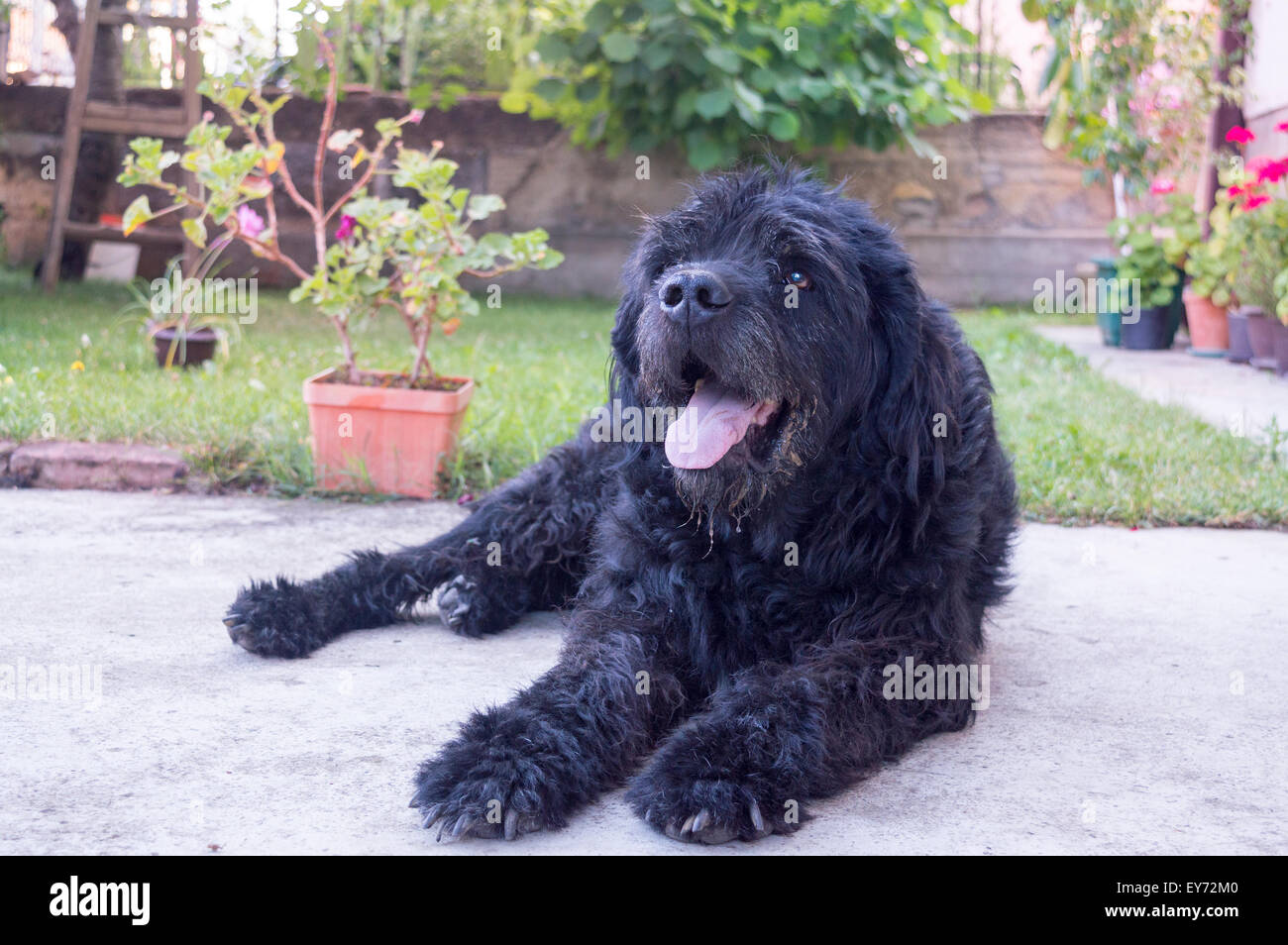 Retrato de un viejo perro negro sentado en el patio Foto de stock