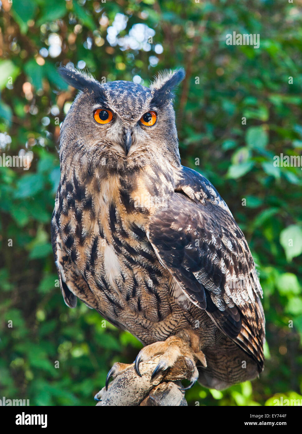 Alemania, en Renania del Norte-Westfalia, el guapo Eagle-Owl euroasiática es la atracción estrella en Wildwald Voßwinkel en Westfalia Foto de stock
