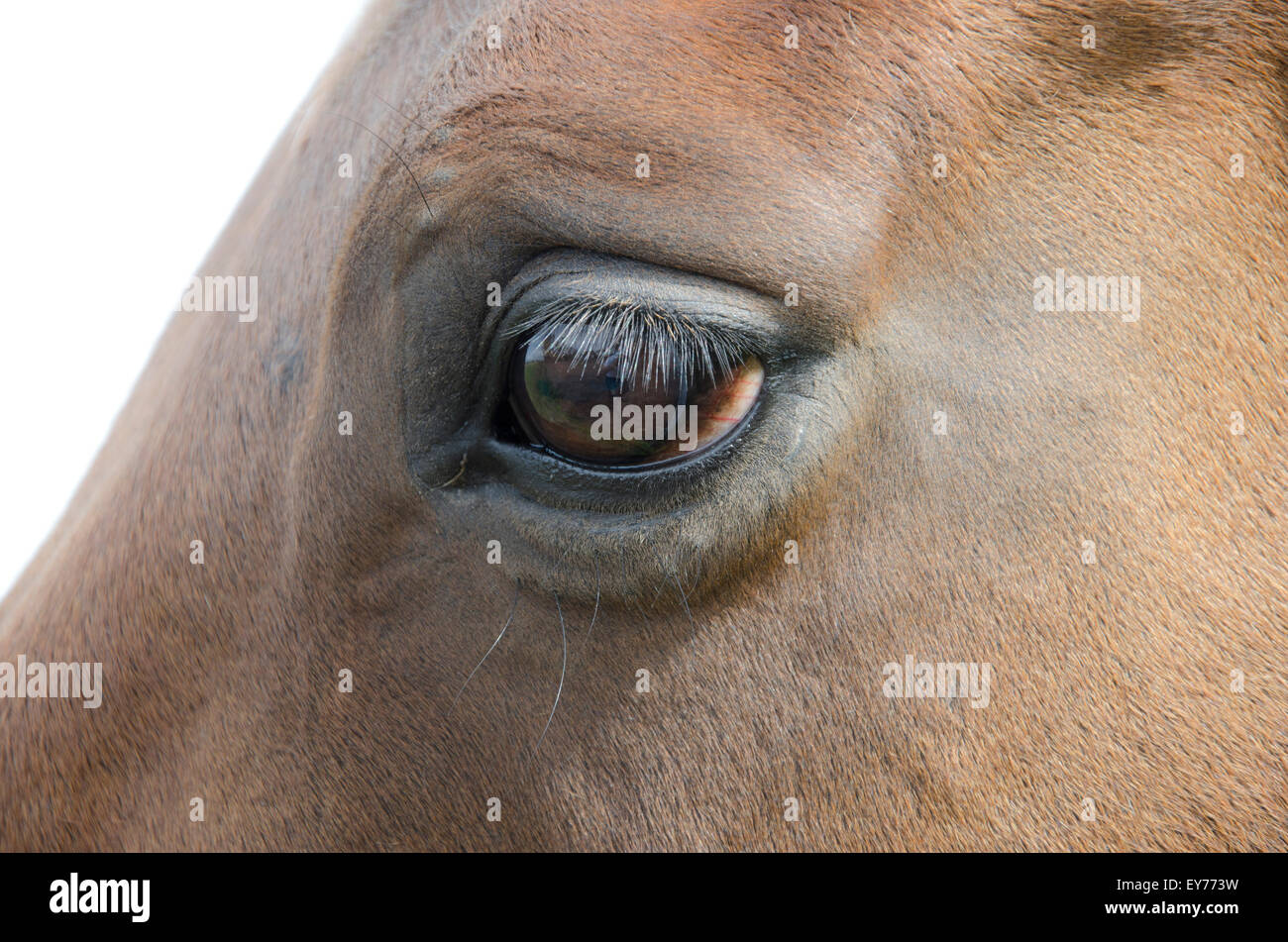 Darcy es el caballo al final de sus días. Sus ojos cuentan una historia. Foto de stock