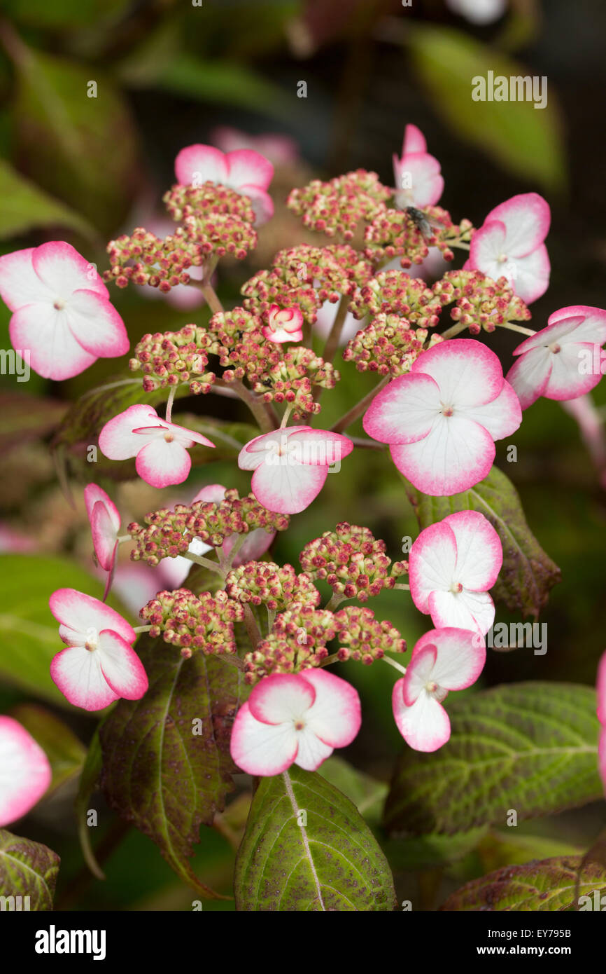 Hydrangea serrata kiyosumi fotografías e imágenes de alta resolución