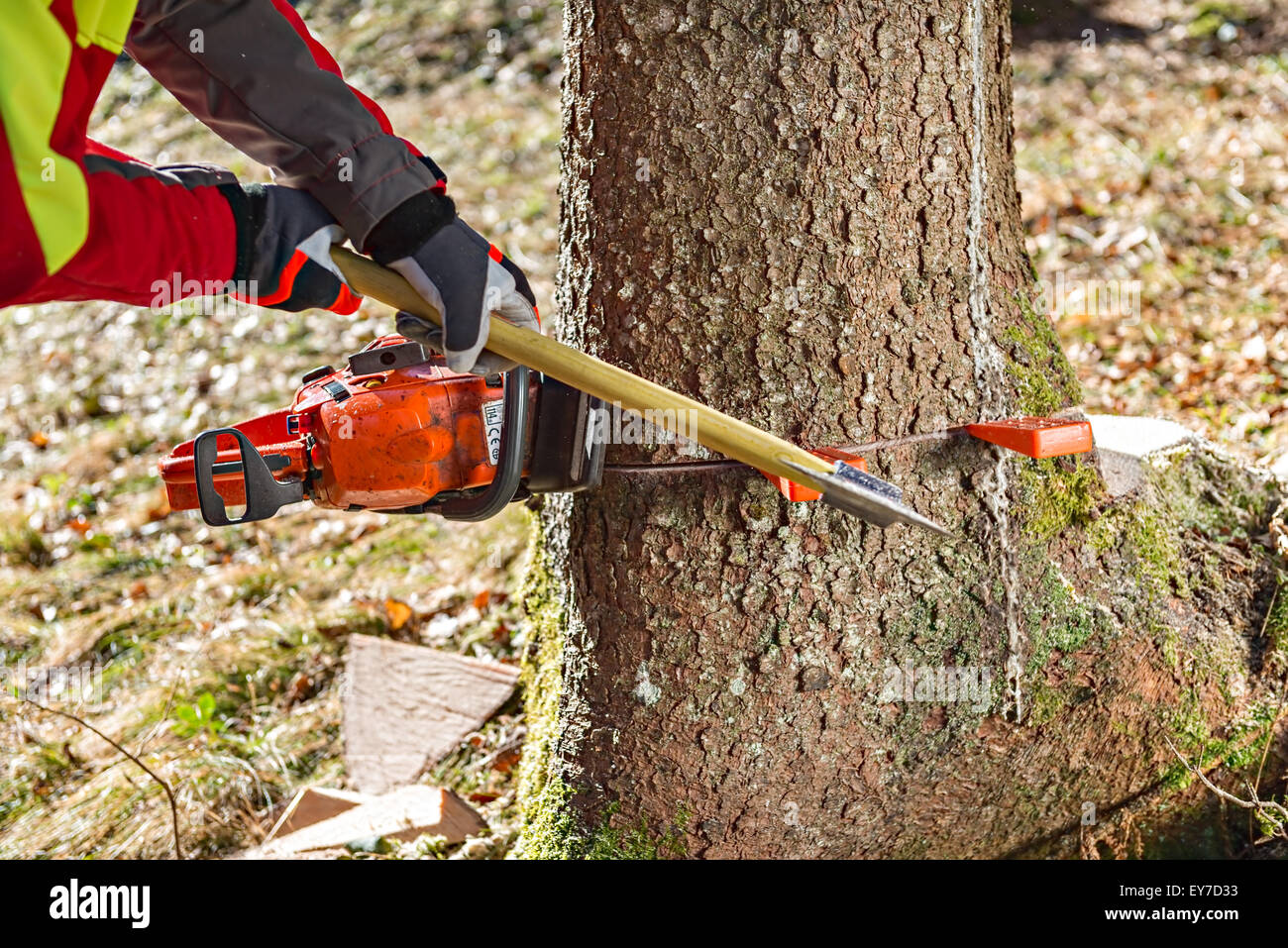 La treeWorker Tala árbol y cuñas Fotografía de stock - Alamy
