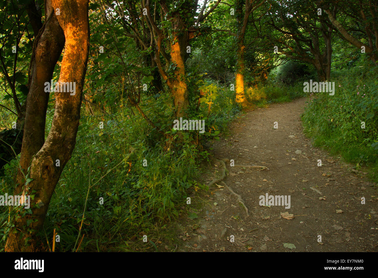 Mañana woodland path Foto de stock