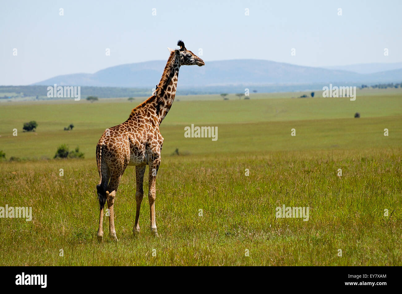 Jirafa - Masai Mara - Kenia Foto de stock