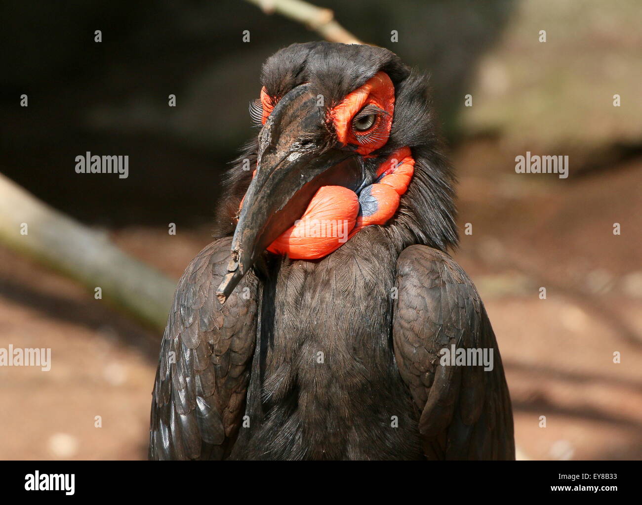 Tierra del Sur de África (Bucorvus leadbeateri Bucero, antiguamente B. Cafer) mirando la cámara Foto de stock