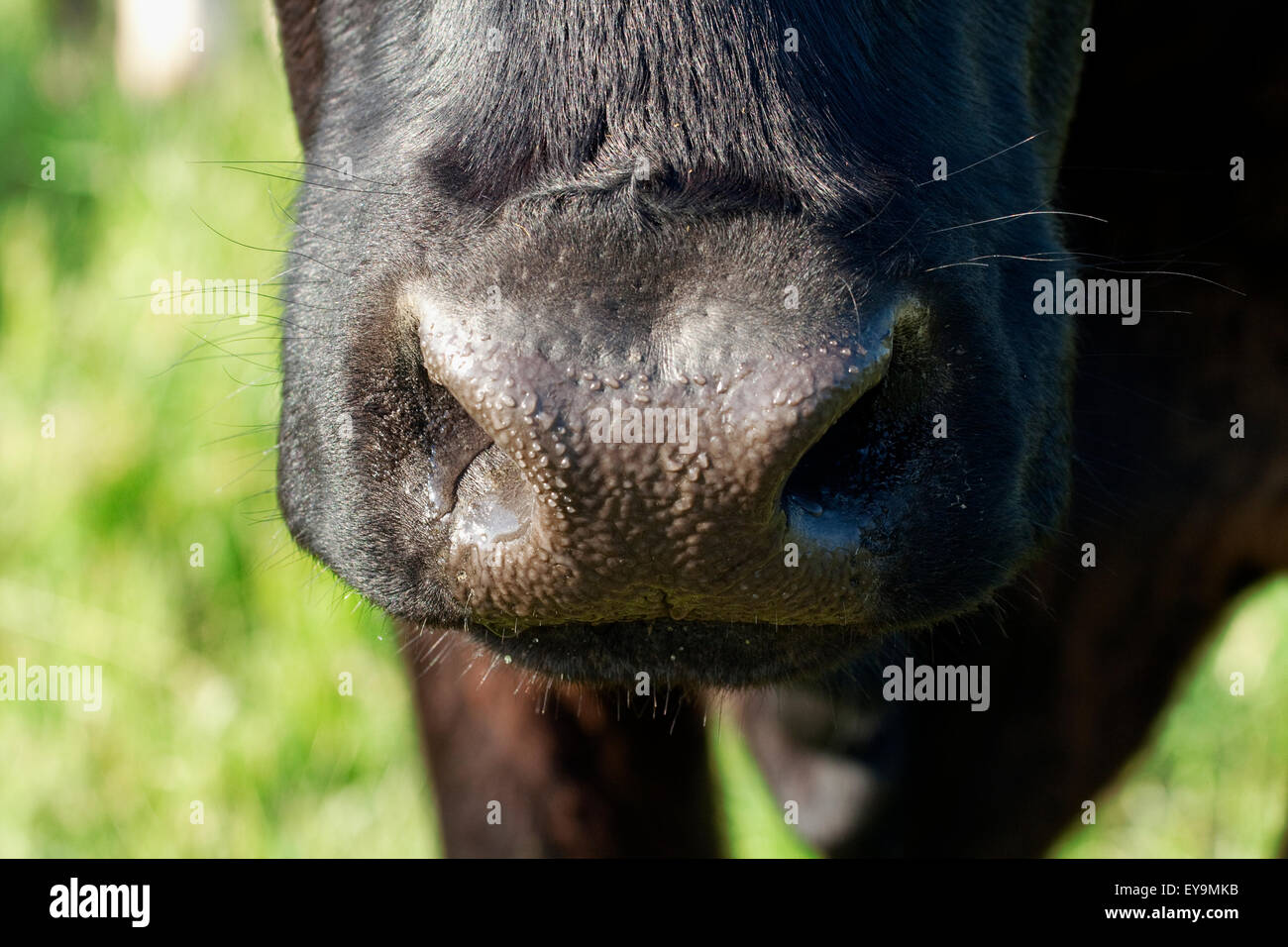 Ganadería - Acercamiento de la nariz de una vaca de carne Angus negra / de Alberta, Canadá. Foto de stock